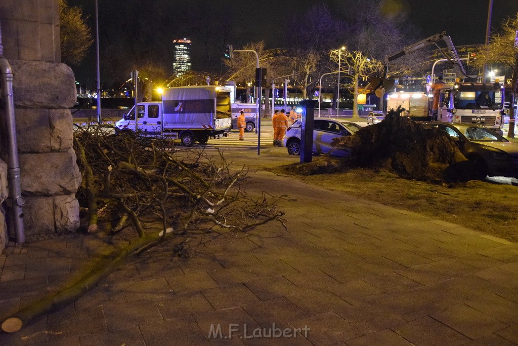 Baum auf PKWs Koeln Mitte Rheinuferstr Goldgasse P032.JPG - Miklos Laubert